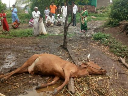 Cows fall under electric power in the sphere | परिंचे येथे वीज पडून गायीचा मृत्यू