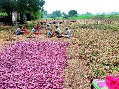 Will the onion growers cry? | कांदा उत्पादकांना रडवणार?