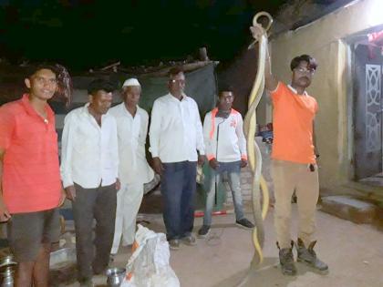  A match of snakes was found in the well of Rajapur | राजापूरच्या विहिरीत आढळली सर्पाची जुळण