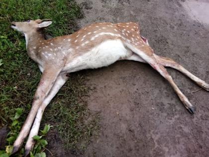 Chital killed in dog attack in Muktainagar | मुक्ताईनगरात कुत्र्यांच्या हल्ल्यात चितळ ठार