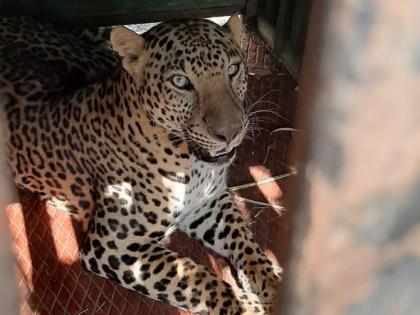  Leopard confiscated at Darnasangvi | दारणासांगवी येथे बिबट्या जेरबंद