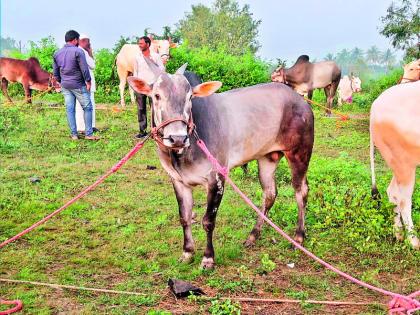 The 16.50 lakh ammount paid for ox love | बैलाच्या हौसेसाठी मोजले तब्बल साडेसोळा लाख रुपये