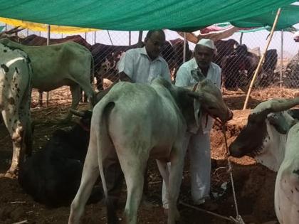 Vaccination of fodder camp animals at Aadwadi | आडवाडी येथे चारा छावणीतील जनावरांना लसीकरण