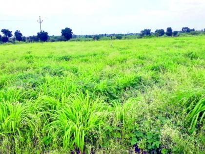 ‘Citronella grass’ farming experiment on six acres; Oil sales in Uttar Pradesh! | सहा एकरावर ‘सिट्रोनेला गवत’ शेतीचा प्रयोग; उत्तर प्रदेशात तेल विक्री !