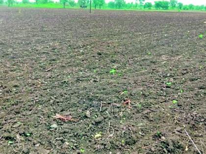 Raindrops; Crisis of double sowing | पावसाची दडी; दुबार पेरणीचे संकट