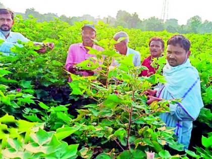 Bondworm infestation on cotton crop again | यंदाही कपाशी पिकावर बोंडअळीचे आक्रमण