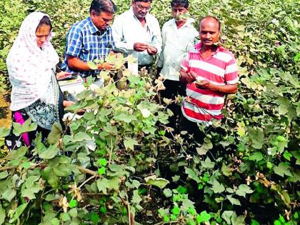 Cauliflower and bollworm outbreak | कपाशीवर लाल्या व बोंडअळीचा प्रकोप