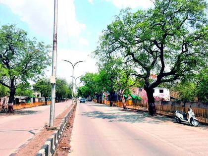 The tree on the Wardha-Sevagram road is 55 to 60 years old | वर्धा-सेवाग्राम मार्गावरील ती वृक्ष 55 ते 60 वर्ष वयाची