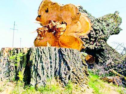 In three years, 1.5 lakh trees were slaughtered | तीन वर्षांत ३.२ लाख वृक्षांची कत्तल