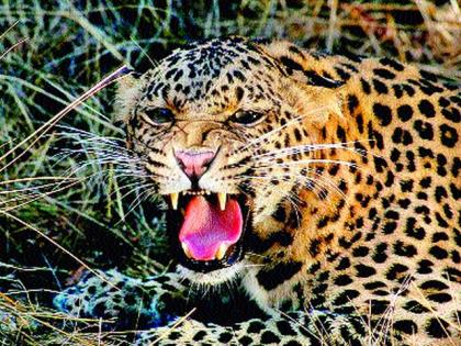 A cow slaughtered by a leopard attack in Nandurtek killed the cow | नांदूरटेक येथे बिबट्याच्या हल्ल्यात गाय ठार