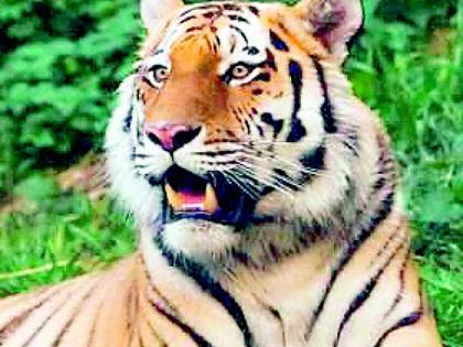 It is the government that endangered the existence of tigers | शासनानेच आणले वाघांचे अस्तित्व धोक्यात