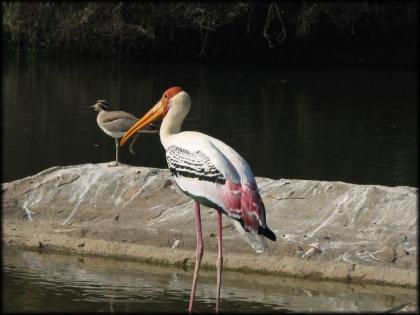 Wari of Warkari birds in Bhadravati in Chandrapur district; View of 107 species | चंद्रपूर जिल्ह्यातल्या भद्रावतीत वारकरी पक्ष्यांची वारी; १०७ प्रजातींचे दर्शन