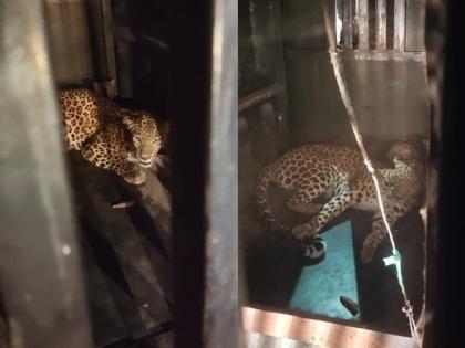 A female leopard that killed a woman in Wagholi Buti and her cubs were imprisoned | वाघोली बुटी येथील महिलेला मारणारी मादी बिबट व तिचे बछडे जेरबंद