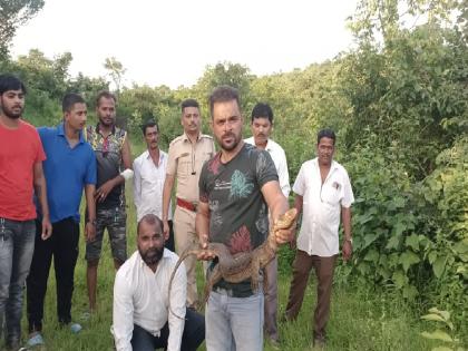 A four-and-a-half-foot-long monitor lizard entered house for food, rescued by animal lovers | भक्ष्यासाठी थेट घरात घुसलेल्या साडेचार फूट लांबीच्या घोरपडीची प्राणीमित्रांनी केली सुटका