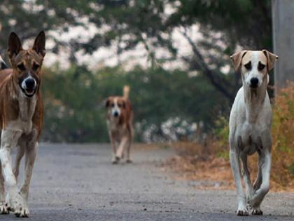 Disinterested dog, animal lovers and municipal officials | पिसाळलेला श्वान, प्राणी प्रेमी अन् महापालिका अधिकाऱ्यांची अनास्था