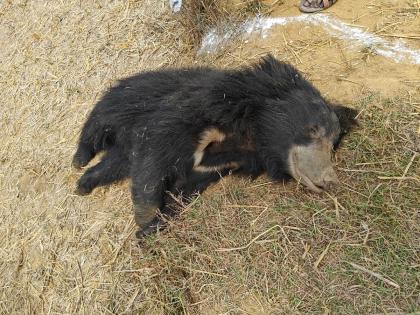 Two male bears killed by electric current | विद्युत प्रवाहाच्या धक्क्याने दोन नर अस्वलांचा मृत्यू, गुन्हा दाखल