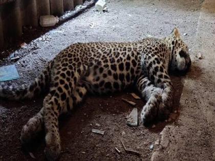 Death of a leopard in a well, forest staff patrolling the forest! | बिबट्याचा विहिरीत मृत्यू, वन कर्मचाऱ्यांची जंगलात गस्त!