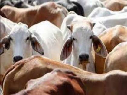 Transportation of 6 cattle for slaughter, driver arrested | कत्तलीसाठी ६ गोवंशाची वाहतूक, चालकास अटक