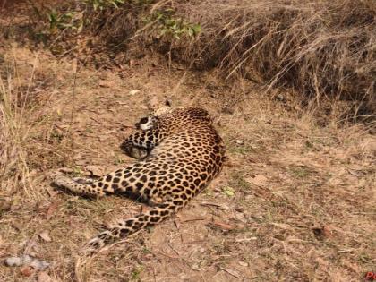 A male leopard was found dead in the Garada reserve forest area | गराडा राखीव वन क्षेत्रात नर बिबट मृतावस्थेत आढळला; अवयव साबूत, मानेवर व तोंडावर जखमा