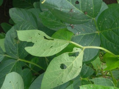 Soybean, Kapashivara insect infestation in the taluka of samur taluka | पातूर तालुक्यात सोयाबीन, कपाशीवर किडींचा प्रादुर्भाव