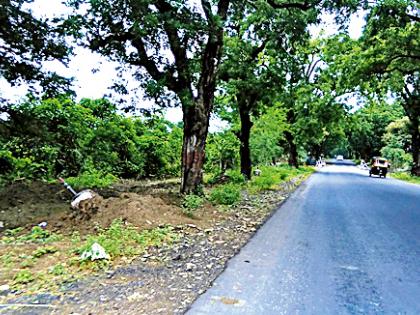 The victim of 15 thousand trees | १५ हजार झाडांचा बळी