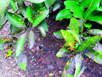 Outbreaks of charcoal followed by fungus on orange orchards | संत्राबागांवर बुरशीपाठोपाठ कोळशीचा प्रादुर्भाव Outbreaks of charcoal followed by fungus on orange orchards | संत्राबागांवर बुरशीपाठोपाठ कोळशीचा प्रादुर्भाव