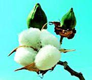 The marketing of cotton in the market has started from Wednesday | पणन महासंघाची कापूस खरेदी बुधवारपासून