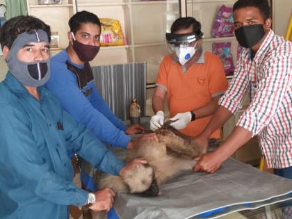 The injured monkey was saved by environmentalists | पर्यावरणप्रेमींमुळे जखमी वानराला मिळाले जीवदान