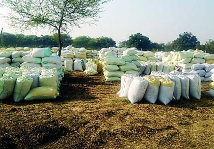 Paddy producers in despair shade | धान उत्पादक निराशेच्या छायेत