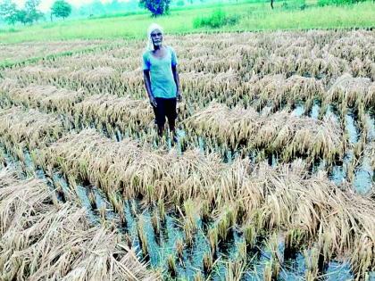 There is no plan to buy black and pakhar paddy in the district | जिल्ह्यात काळे, पाखर धान खरेदी करण्याची योजनाच नाही