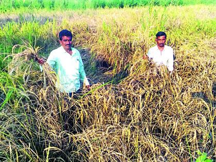 Tadutuda made of pests of paddy husk | तुडतुडा किडीने केले धानपीक फस्त