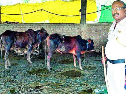 जनावरांच्या अवैध वाहतूकप्रकरणी चौघांवर गुन्हा