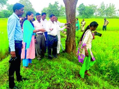 Now a woman has stepped in the field of paddy research | धान संशोधन क्षेत्रात आता एका महिलेने टाकले पाऊल