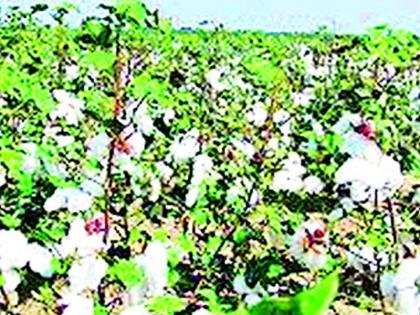 Corona prevented farmers from cutting cotton | कोरोनामुळे शेतकऱ्यांच्या कापसाचे चुकारे अडले Corona prevented farmers from cutting cotton | कोरोनामुळे शेतकऱ्यांच्या कापसाचे चुकारे अडले