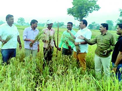 Paddy pockets destroyed on hundreds of hectares | शेकडो हेक्टरवरील धानपीक नष्ट