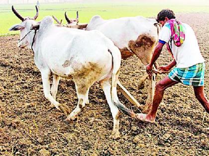 Farmer concerned in the district due to strong rain | दमदार पावसाअभावी जिल्ह्यातील शेतकरी चिंतित