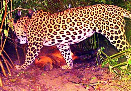 Leopard in the Temdera farmland | टेमुर्डा शेतशिवारात बिबट्याचा वावर