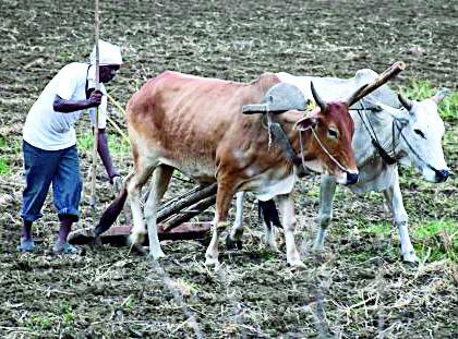 Rabi season risk due to irrigation | सिंचनाअभावी रबी हंगाम धोक्यात