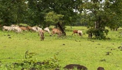 The citizens of 'those' villages become one day cowherds | ‘त्या’ गावातील नागरिक बनतात एक दिवसाचा गुराखी