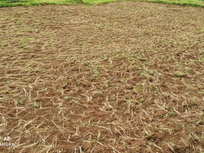 Farmers wait for rain | शेतकऱ्यांना पावसाची प्रतीक्षा