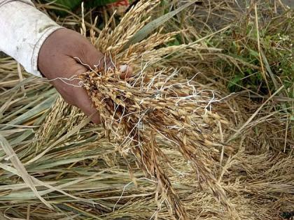 Sprouts sprouted in Gadchiraeli district; Heavy rains for a week | गडचिराेली जिल्ह्यात धानाला फुटले अंकूर; आठवडाभरापासून अवकाळी पावसाचा धुमाकूळ