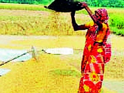 The end of the paddy sowing is sweetening | धान मळणीचा शेवट गोड करणारी संजोरी झाली लुप्त