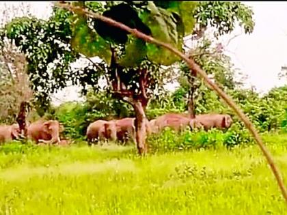 A lot of wild elephants roam in Shivara | जंगली हत्तींचा बोळधा शिवारात धुमाकूळ