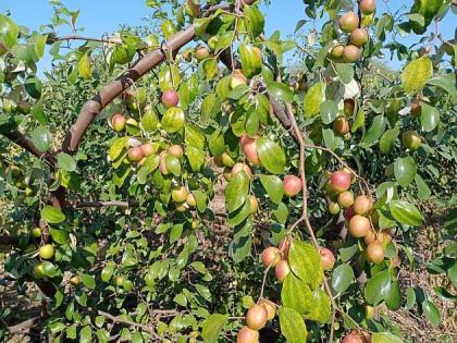 Farming of 'Apple bor' flourishing in Bhendal in Gadchiroli district | गडचिरोली जिल्ह्यातील भेंडाळ्यात बहरतेय 'ॲपल बोरां'ची शेती