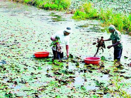 Farmers experimentation is proving inspiring | शेतकऱ्यांचा प्रयोग ठरतोय प्रेरणादायी Farmers experimentation is proving inspiring | शेतकऱ्यांचा प्रयोग ठरतोय प्रेरणादायी