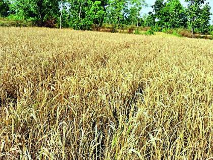 The highest income estimates are in drought-hit areas | दुष्काळी भागातच सर्वाधिक उत्पन्नाचा अंदाज