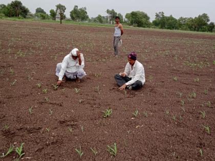 Neither the benefit of debt forgiveness, nor the support of nature | ना कर्जमाफीचा लाभ ,ना निसर्गाची साथ