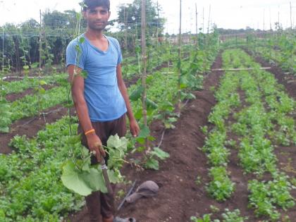 Destroying vine crops by farmers | शेतकऱ्यांकडून वेली पिके नष्ट