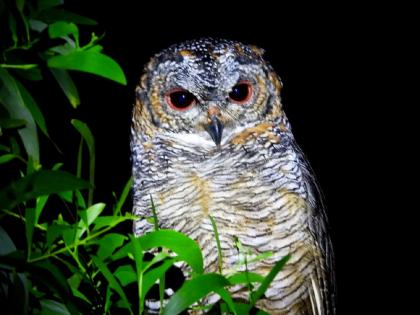 Rare bleeding owl found in Koyna sanctuary | कोयना अभयारण्यात आढळले दुर्मीळ ‘रक्तलोचन घुबड’