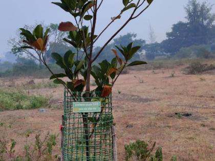 Greenery spread by tree planting in Dindori | दिंडोरीत वृक्षलागवडीने पसरली हिरवळ